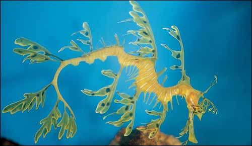 seadragon